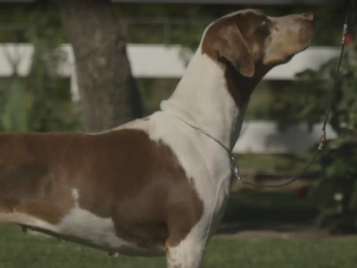 catahoula leopard dog