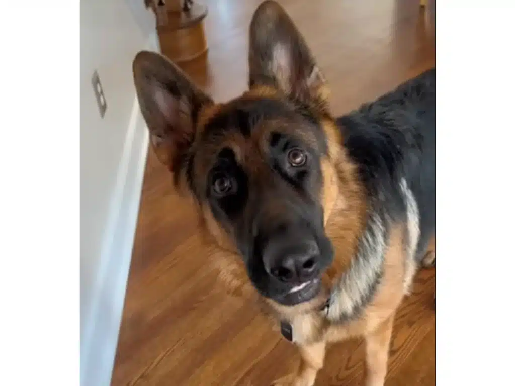 Je grote vriend de hond