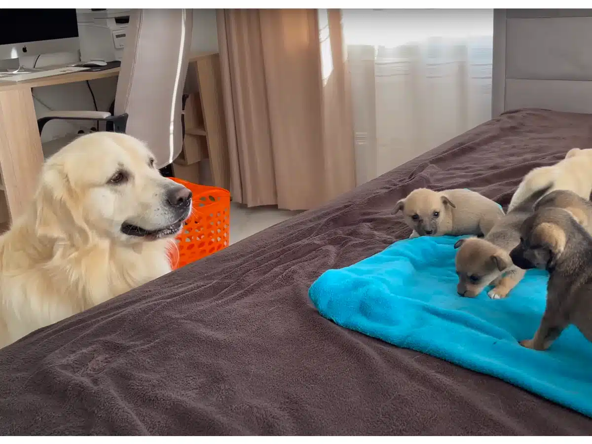 Golden retriever met puppies