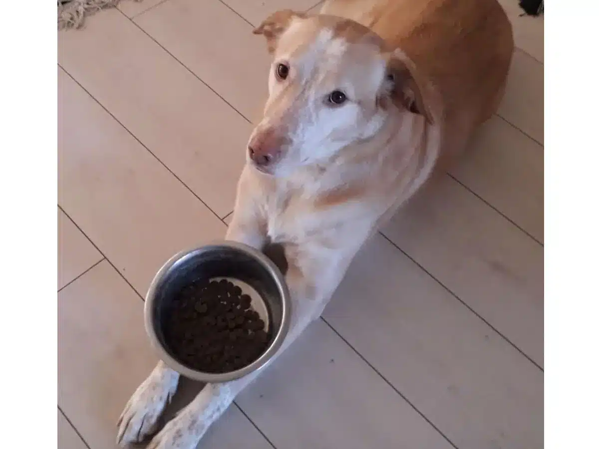 Hond Puff met voerbak op zijn poten