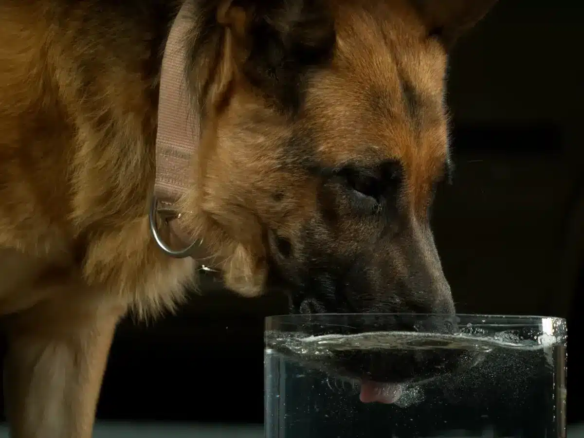 Hond die drinkt