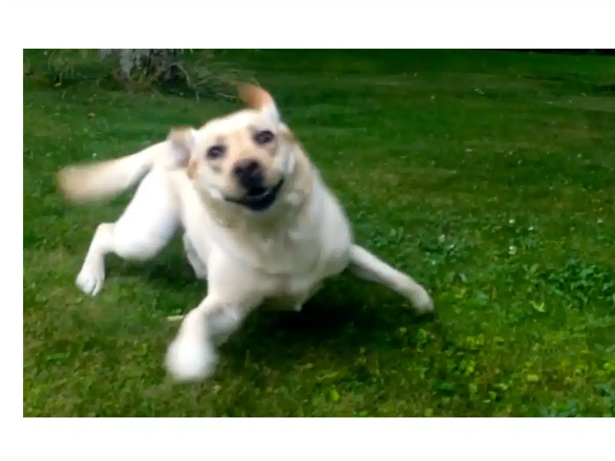 Labrador zoomies