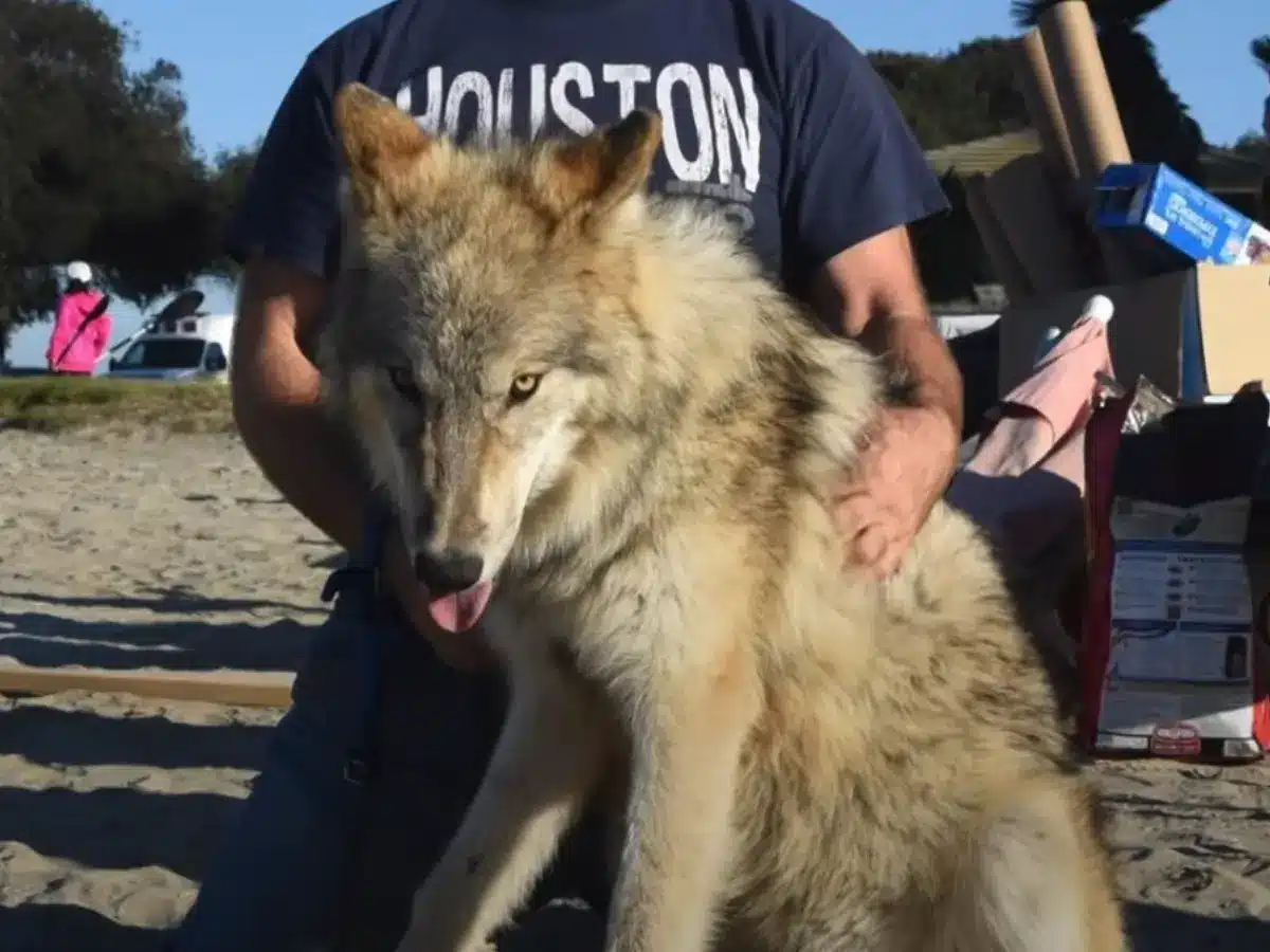 Man met American Indian Dog