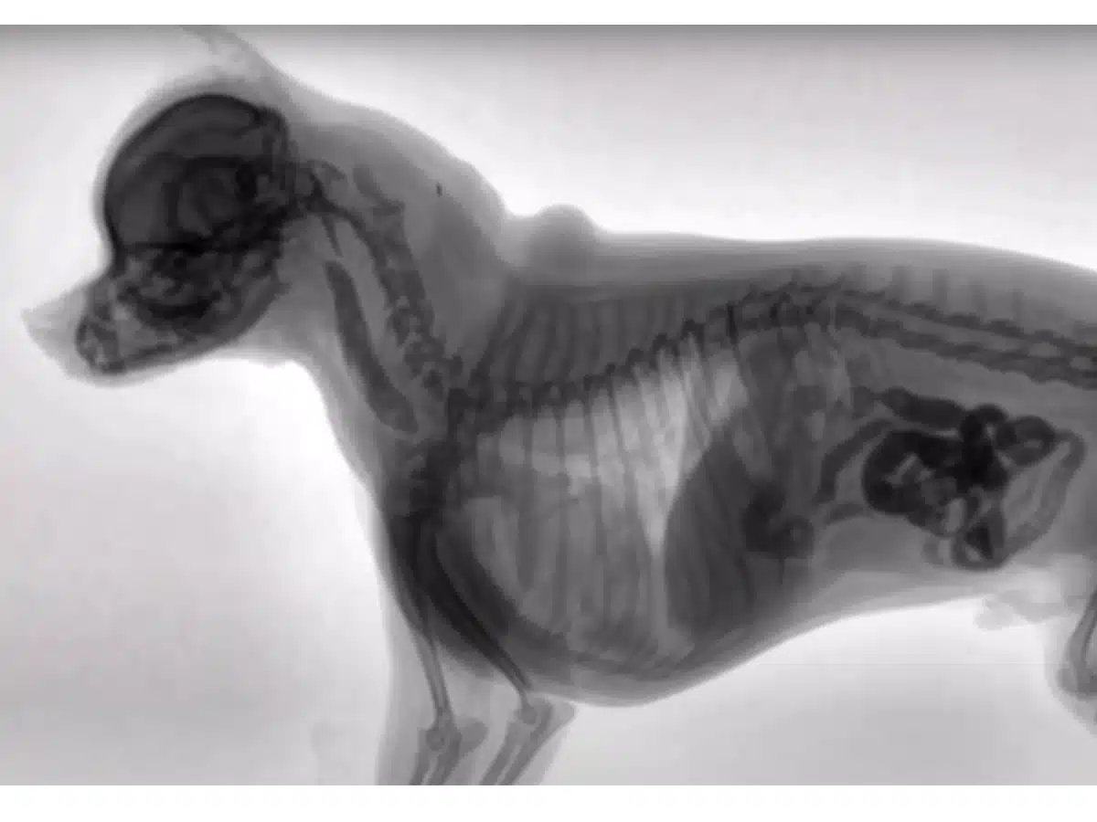 Röntgenfoto hond
