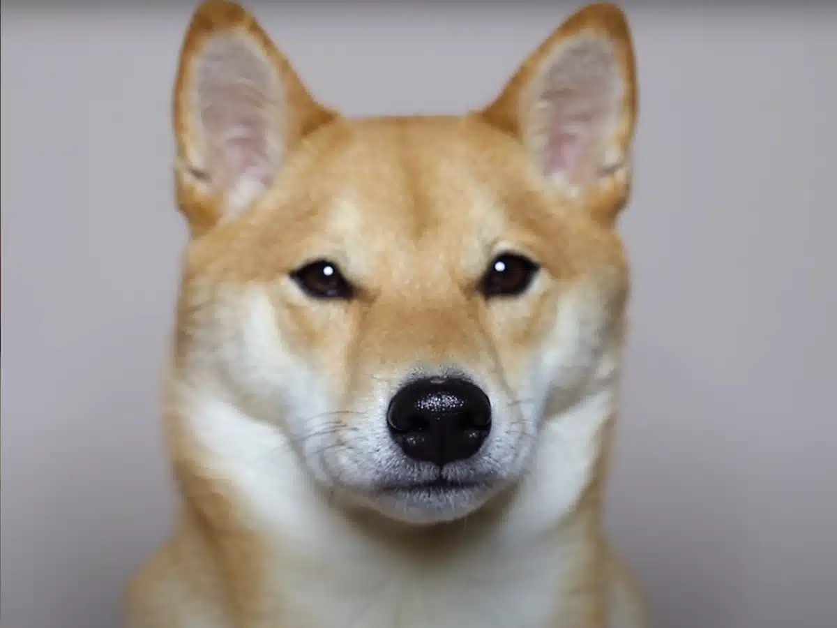 Shiba Inu