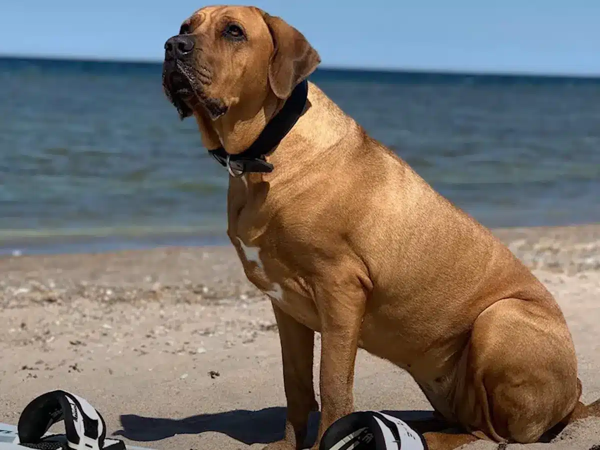 Tosa Inu op het strand