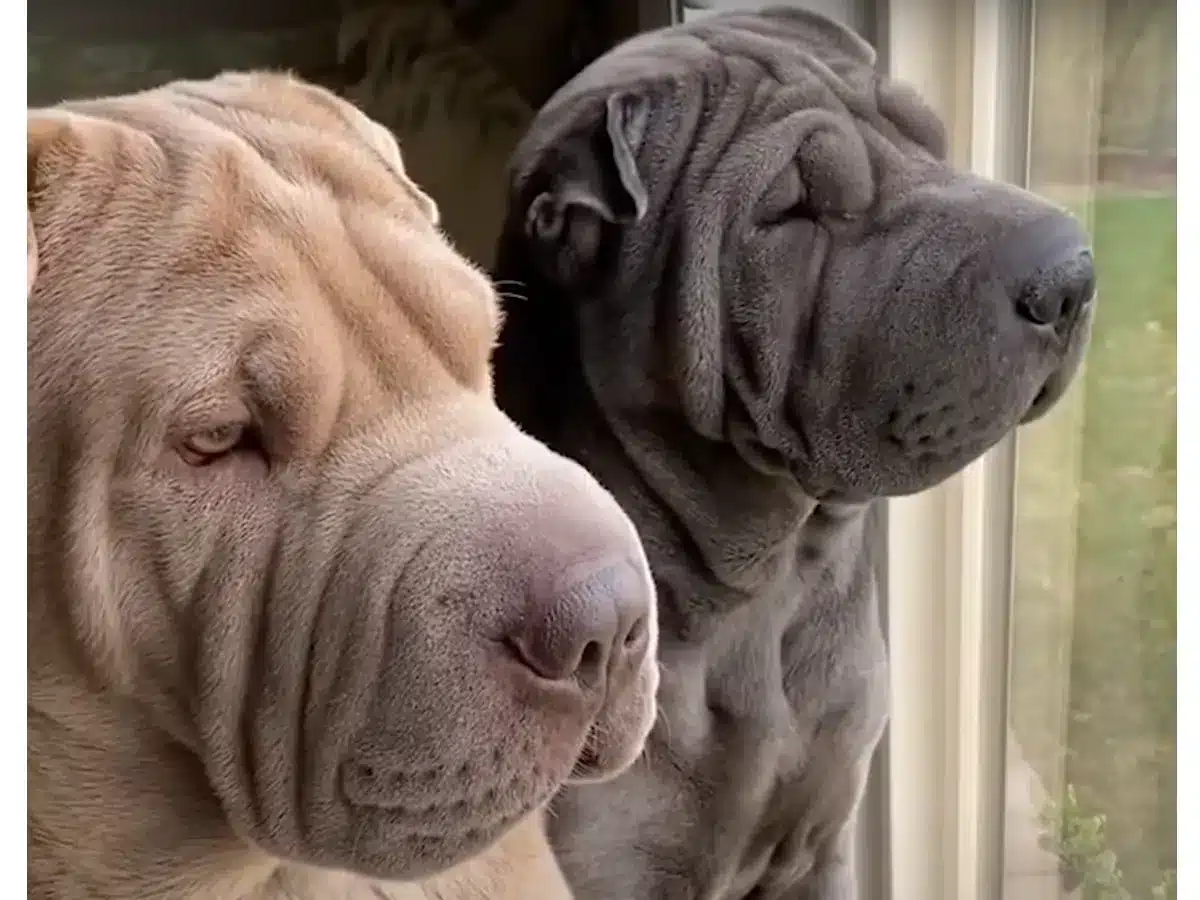 Wakende Shar Pei