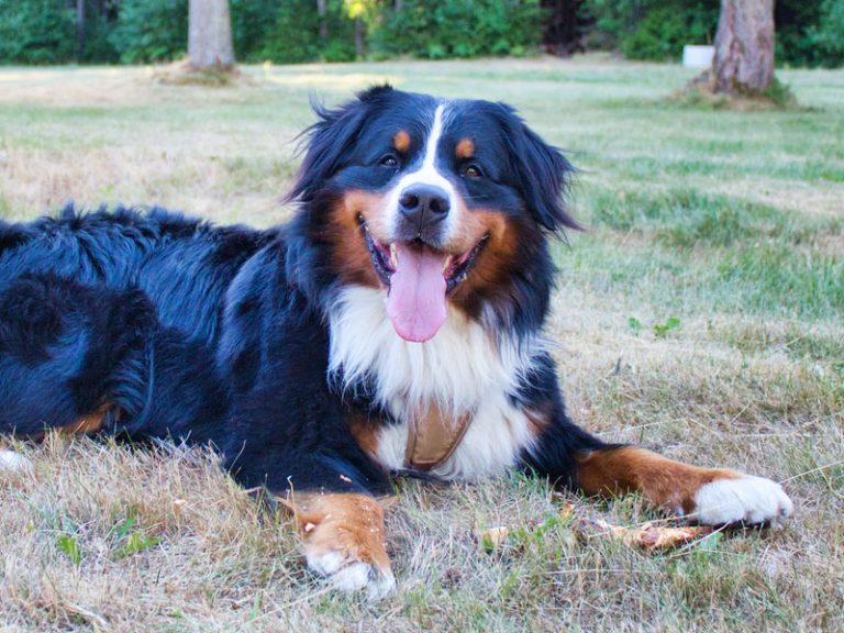 Berner Sennen Hondenplaza