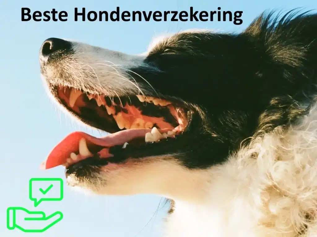 beste hondenverzekering