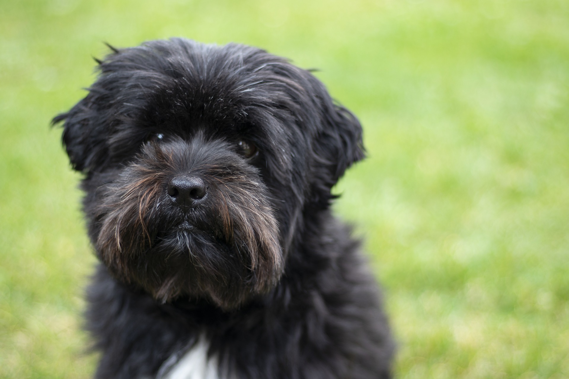 Boomer Hond - Alle info over deze gezellige hond! - Hondenplaza