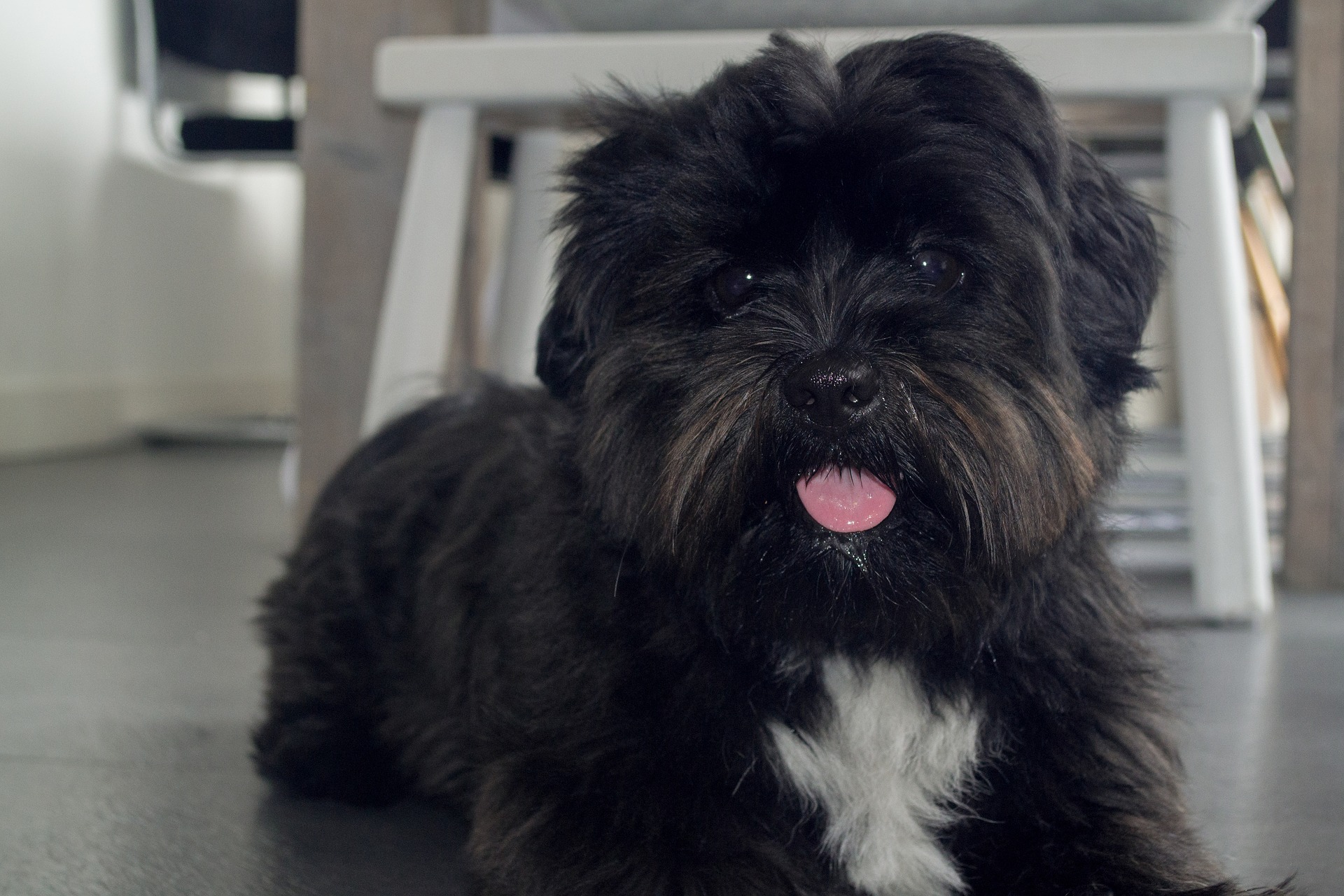 Boomer Hond - Alle info over deze gezellige hond! - Hondenplaza