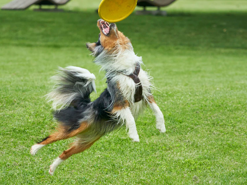 Dogfrisbee