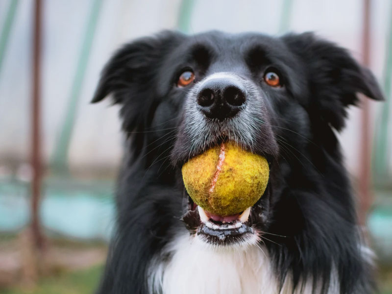 Hond met bal in zijn bek