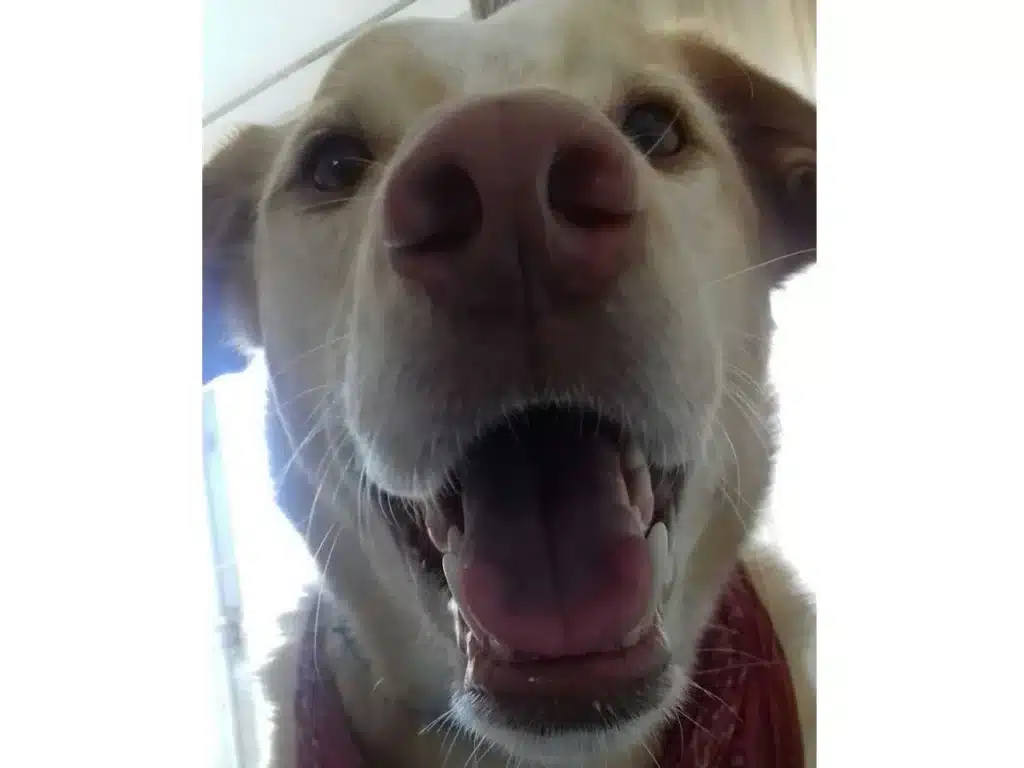 hond met schone tanden, tandsteen voorkomen bij honden