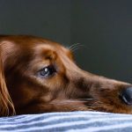 zielig overlijden van je hond