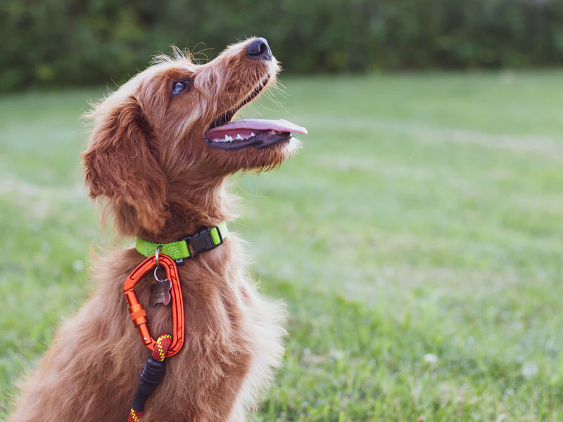 brave hond op cursus