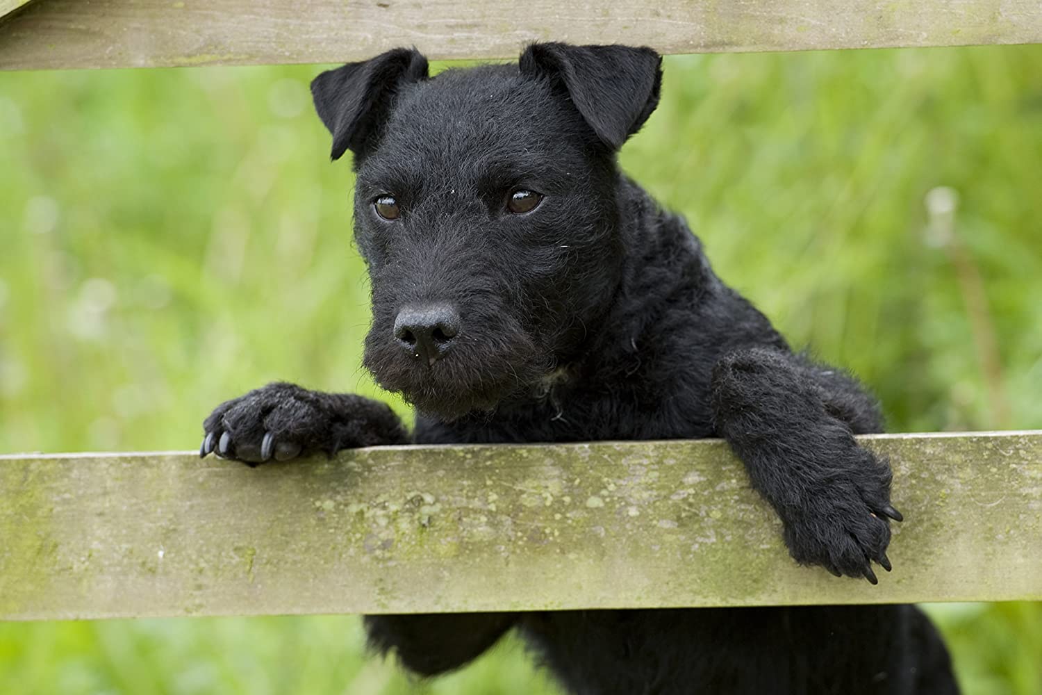 Patterdale Terrier Karakter en eigenschappen Hondenplaza