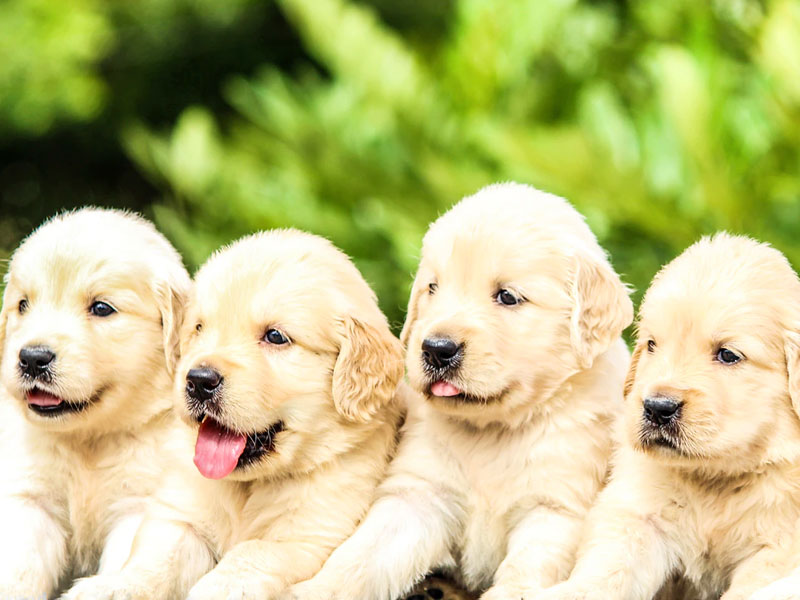 Niet meer geldig Reorganiseren Joseph Banks Uitzoeken van een pup - Hondenplaza